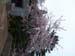Atami_Japan007